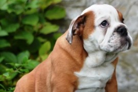 Engleski Buldog , Beograd