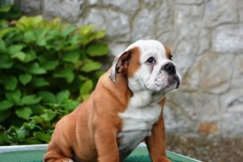 Engleski Buldog , Beograd