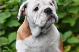 Engleski Buldog , Beograd
