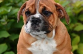 Engleski Buldog , Beograd
