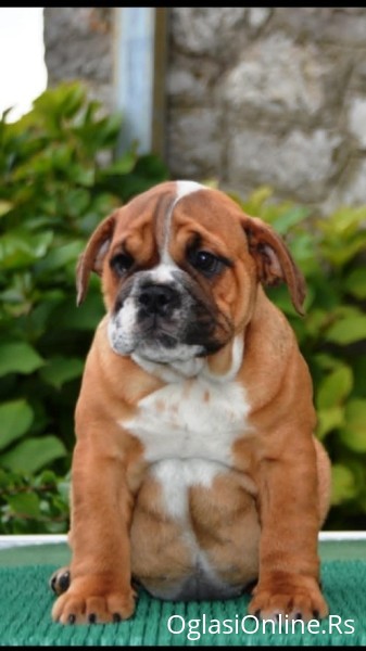 Engleski Buldog , Beograd