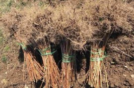 Sadnice maline vilamet, crni vilamet, glen ample, stari vilamet, Ruda Bukva