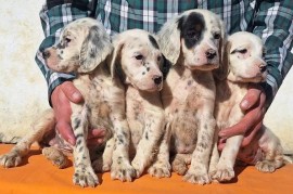 Engleski Seter štenci, Valjevo