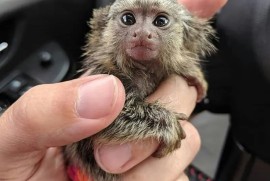 majmuni marmozeti dostupni , Kućni ljubimci, Egzotične Životinje, Beograd
