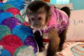 Dostupni kućni kapucinski majmuni , Kućni ljubimci, Egzotične Životinje, Aleksandrovac