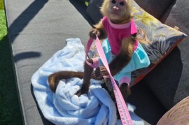 Dostupni kućni kapucinski majmuni , Kućni ljubimci, Egzotične Životinje, Aleksandrovac