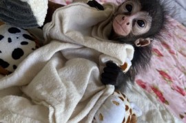 Vjeverice, paučji majmuni dostupni, Kućni ljubimci, Egzotične Životinje, Ada