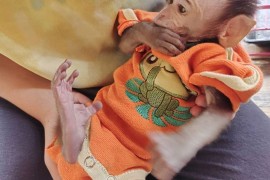 Vjeverice, paučji majmuni dostupni, Kućni ljubimci, Egzotične Životinje, Ada