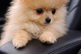 Pomeranac zenkica, Beograd