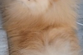 Pomeranac zenkica, Beograd