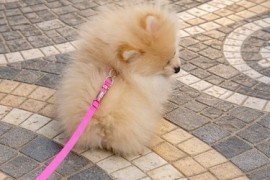 Pomeranac zenkica, Beograd