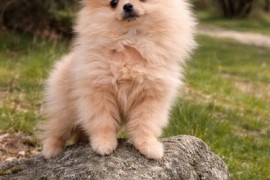 Pomeranac zenkica, Beograd