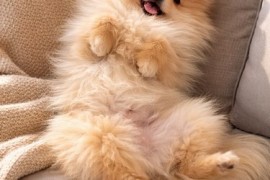 Pomeranac zenkica, Beograd