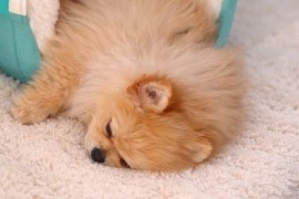 Pomeranac zenkica, Beograd