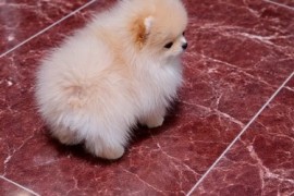 Pomeranac zenkica, Beograd