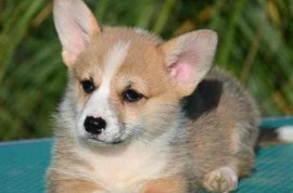 Velški korgi, Welsh Corgi Pembroke štenci, Valjevo