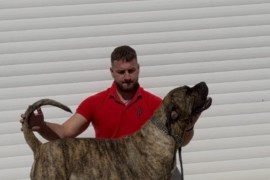 Presa Canario ženka, Šabac