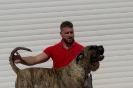 Presa Canario ženka, Šabac