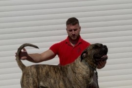 Presa Canario ženka, Šabac