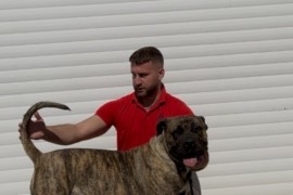 Presa Canario ženka, Šabac