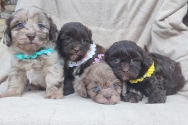 Maltipu - Maltipoo prelepi štenci, Sivac