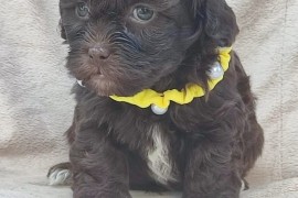 Maltipu - Maltipoo prelepi štenci, Sivac
