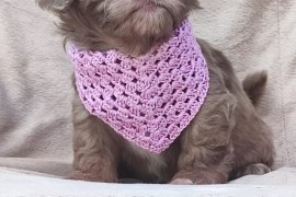 Maltipu - Maltipoo prelepi štenci, Sivac
