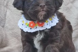 Maltipu - Maltipoo prelepi štenci, Sivac