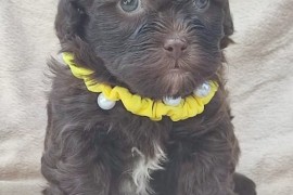 Maltipu - Maltipoo prelepi štenci, Sivac