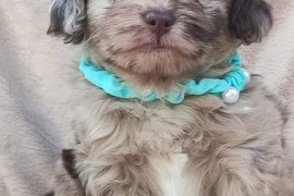 Maltipu - Maltipoo prelepi štenci, Sivac