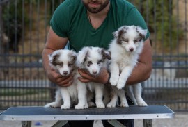 Border Collie štenci, Sivac