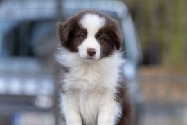 Border Collie štenci, Sivac