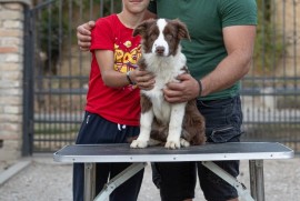 Border Collie štenci, Sivac
