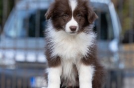 Border Collie štenci, Sivac