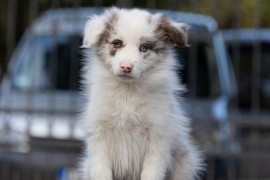 Border Collie štenci, Sivac