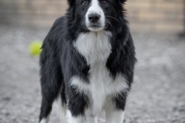 Border Collie štenci, Sivac