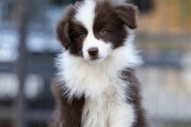 Border Collie štenci, Sivac