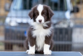 Border Collie štenci, Sivac