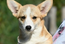 Velski korgi/Welsh Corgi Pembroke štenci, Valjevo
