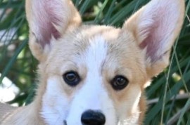 Velski korgi/Welsh Corgi Pembroke štenci, Valjevo
