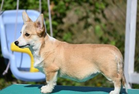 Velski korgi/Welsh Corgi Pembroke štenci, Valjevo