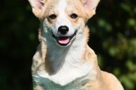 Velski korgi/Welsh Corgi Pembroke štenci, Valjevo