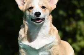 Velski korgi/Welsh Corgi Pembroke štenci, Valjevo