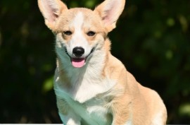 Velski korgi/Welsh Corgi Pembroke štenci, Valjevo