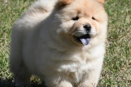 Chow Chow Cau Cau Čau Čau, Valjevo
