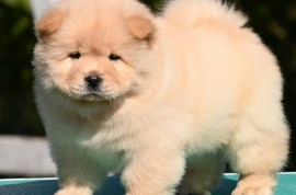 Chow Chow Cau Cau Čau Čau, Valjevo
