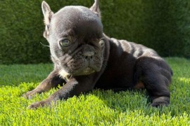 Francuski Buldog PRELEPI štenci, Novi Sad