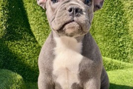Francuski Buldog PRELEPI štenci, Novi Sad