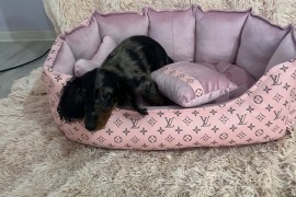 Dugodlaki patuljasti jazavičari merle boje, Rumenka