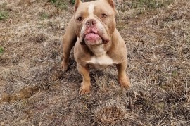 EXOTIC BULLY ŠTENCI, Ostružnica